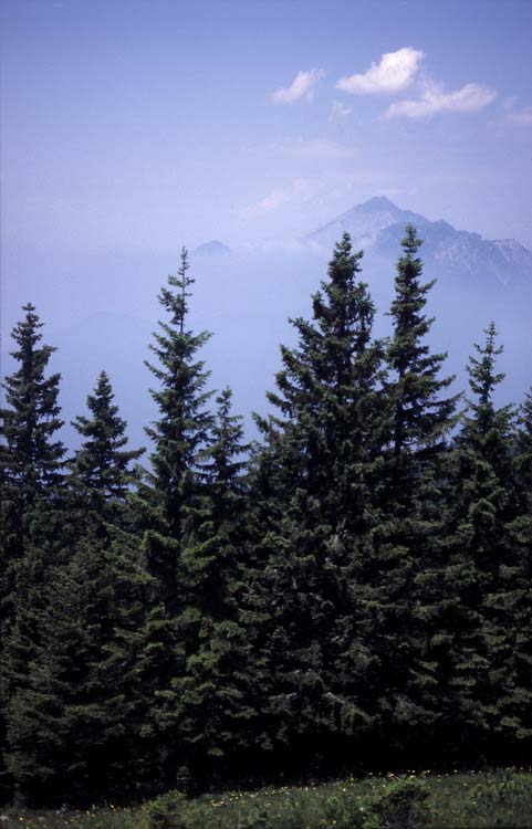 Lucfenyő (Picea abies) Alaktani jellemzők: 30-50 m magasra is megnövő, kúp alakú lombkoronát nevelő, örökzöld fafaj. Idős ágai bókolhatnak, Kérge repedezett, enyhén vöröses vagy szürkés árnyalatú.