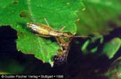 Nabidae tolvajpoloskák Miridae
