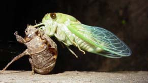 Színkabócák Család: Aphrophoridae