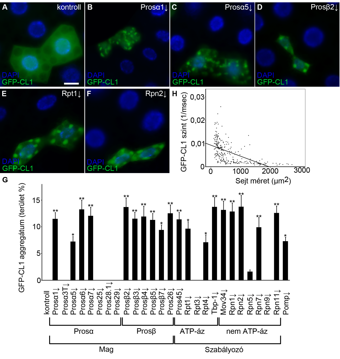 Regresszió analízissel igazoltuk, hogy a GFP-CL1 szint fordítottan arányos a sejtmérettel, azaz minél kisebb egy proteaszóma RNSi klónsejt, annál nagyobb a GFP-CL1 floureszcencia mértéke (18.