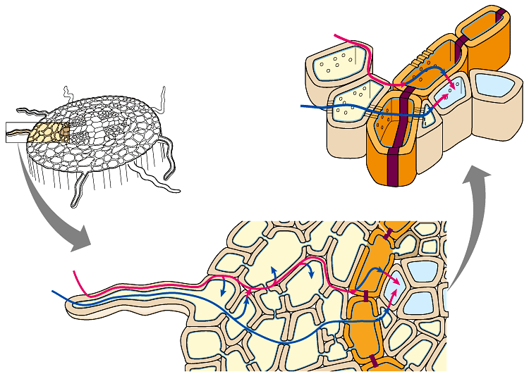 10. ábra: A vízszállítás apoplasztos (piros vonal) és szimplasztos (kék vonal) útvonala a gyökérben.
