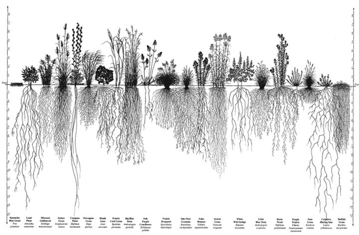 17. ábra: Növénymagasság és gyökérmélység egy préri-ökoszisztémában.