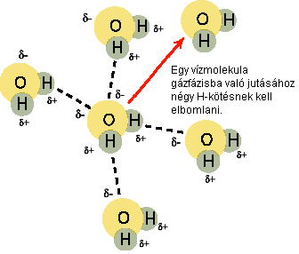 1. ábra: A két hidrogénatomból és egy oxigénatomból álló vízmolekula szerkezete. A kötésszög jégben 105, vízben átlagosan annyi. HF, Ne) között a legmagasabb forrás- és olvadáspontú a víz.