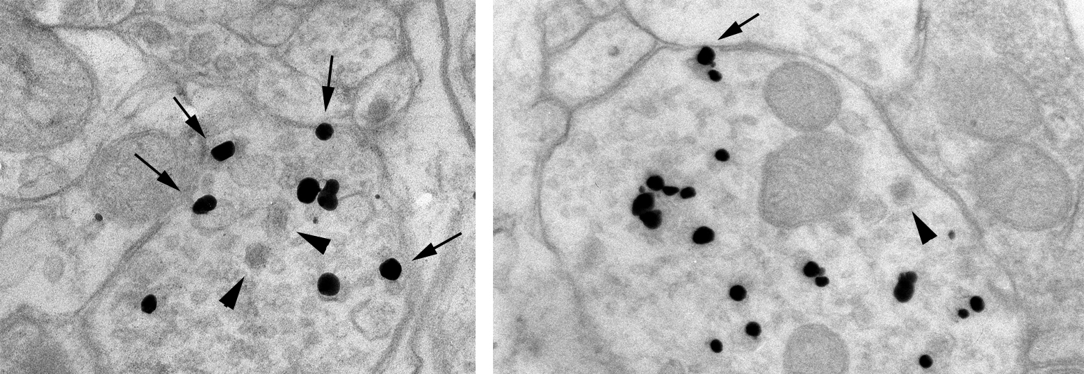 sejttestjei nem mutattak HCN2 immunjelölést. Az immunreaktív axonterminálisok glomeruláris és nem-glomeruláris típusú szinaptikus elrendeződésben egyaránt megtalálhatóak voltak (14.