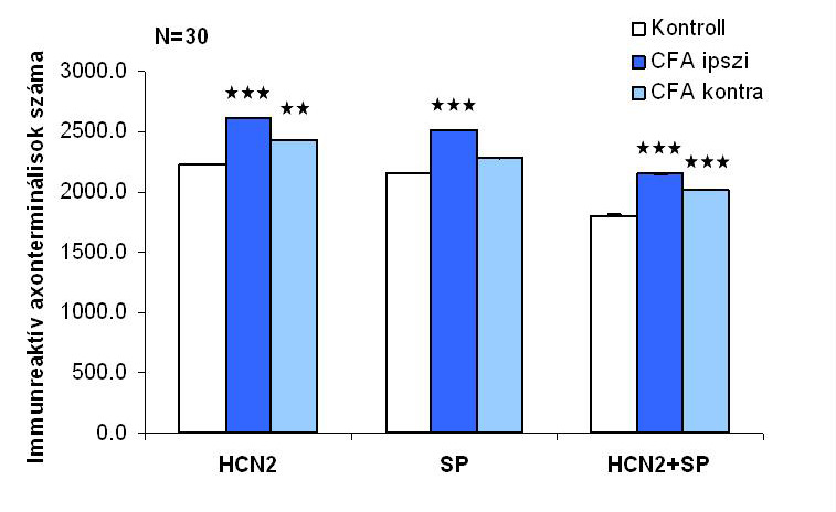 57 3. táblázat. A HCN2-immunreaktív terminálisok száma a hátsó szarv I-II.