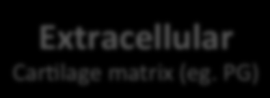 DNA,(histones( Cytoplasm& Extracellular& Car:lage(matrix((eg.