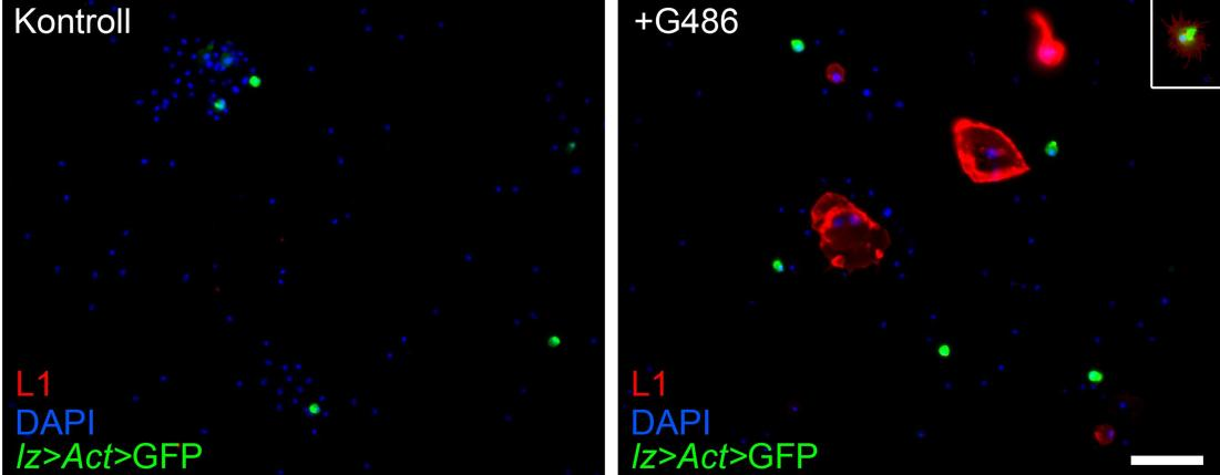 Eredmények vérsejteket in vitro körülmények között fenntartva spontán lamellocita differenciálódást tapasztaltak, márpedig jelen ismereteink szerint a keringésben kizárólag