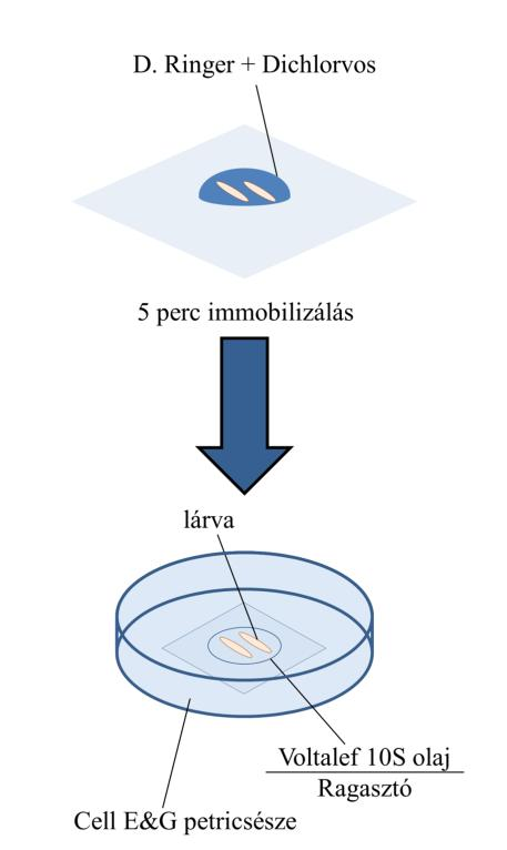 Eredmények 4.4 A szesszilis szövet vizsgálata élő lárvákban: in vivo immunfluoreszcián alapuló módszer fejlesztése Mind az irodalmi adatokból (Stofanko és mtsai., 2008; Márkus és mtsai.
