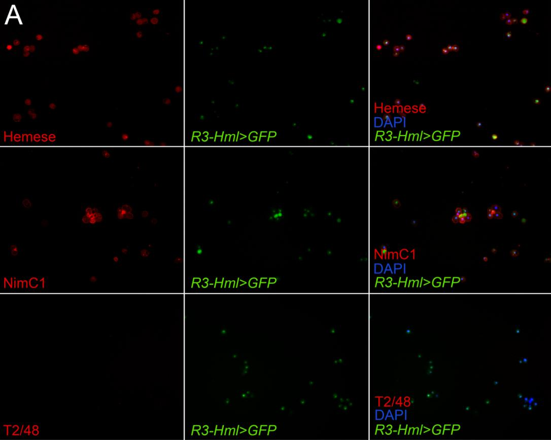 Ábra: A szekvenciális indirekt immunfluoreszcencia (A) és az ellenanyagkeverékekkel végzett immunfestés (B)