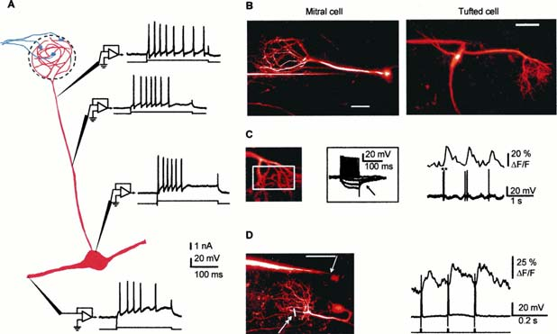 Sodiu action potentials synchronize [Ca2+] transients in all dendritic copartents of itral cells in the olfactory bulb of