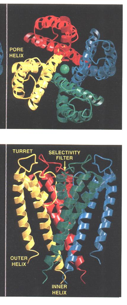 Ion channel history #3.