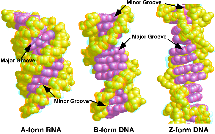 Benzopirén A-DNS: rövid (2,4 nm), széles,
