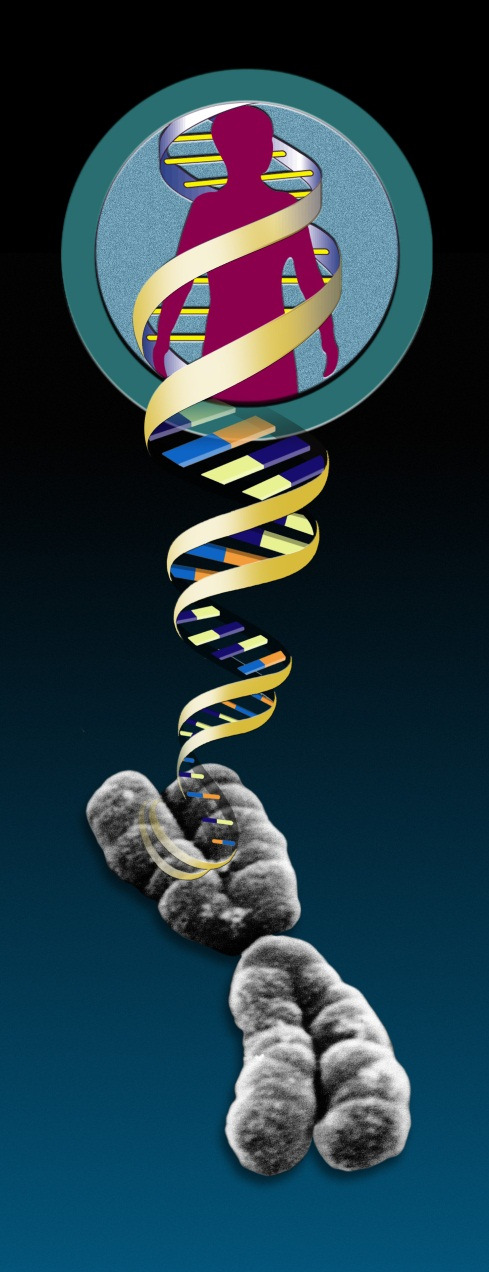 veszélytelen sajtóhibák Genetikai polimorfizmusok: 1%-nál gyakoribb génváltozatok SNP VNTR G C A C T A C C C G T G A T G G G C A T T A C C C G T A A T G G 2