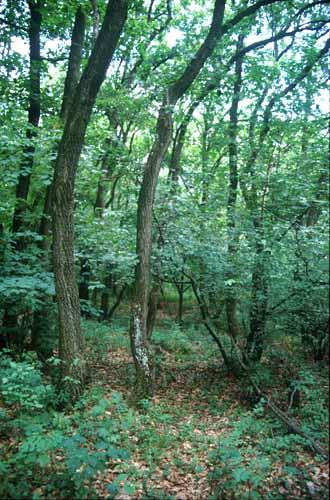 4. Zárt tölgyesek (200-500 m): cserestölgyesek