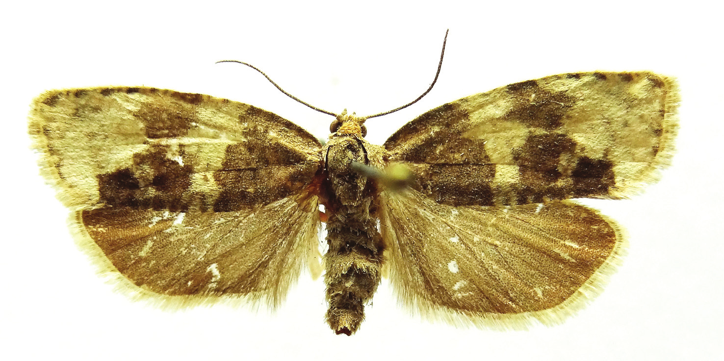 Fazekas I.: Dr. Kuthy Béla entomológiai gyűjteménye II. 85 6. ábra: Whittleia undulella (Fischer von Röslerstamm, 1837) ez idáig ismert lelőhelyei Magyarországon 7.