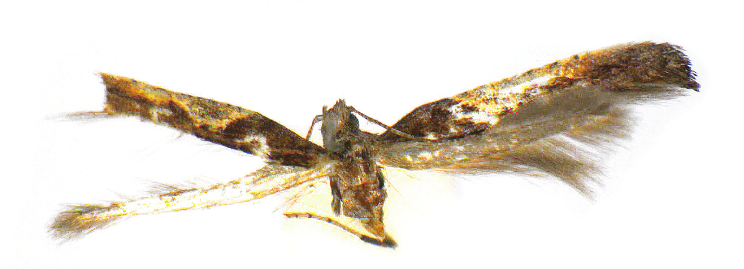 Fazekas I.: Dr. Kuthy Béla entomológiai gyűjteménye II. 83 2. ábra: Caloptilia azaleella (Brants, 1913), imágó 3.