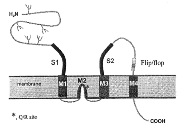 Irodalmi áttekintés mtsai, 1993; Kuusinen és mtsai, 1995; Tygesen és mtsai, 1995; Chen és Gouaux, 1997).