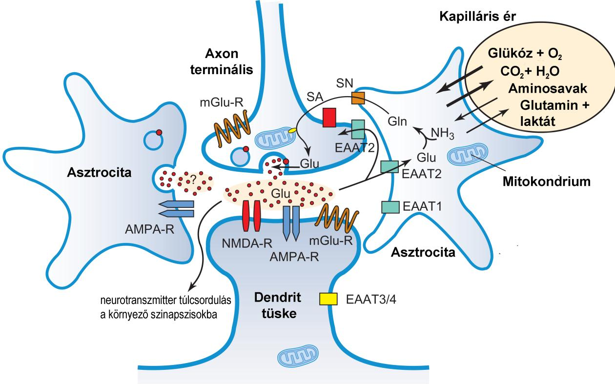 1. ábra A glutamát által közvetített neurotranszmisszió (Az ábra forrása: [1]).