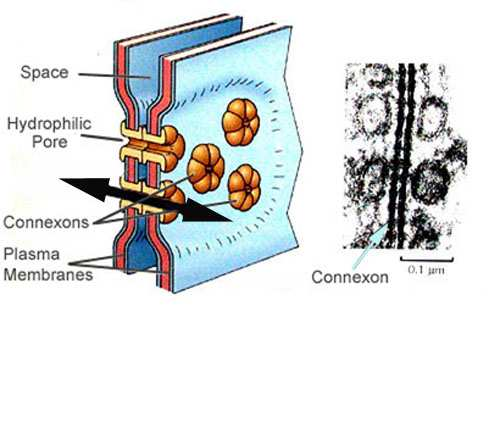 2. ábra Az elektromos szinapszis 1. sejtközötti tér, 2.