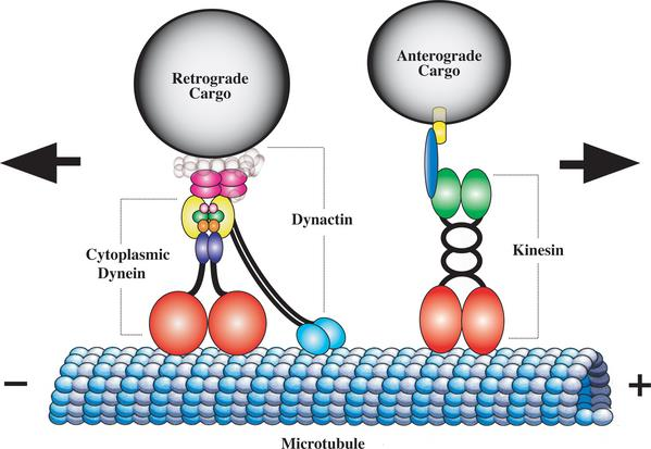 Axonal Transport and Axonal