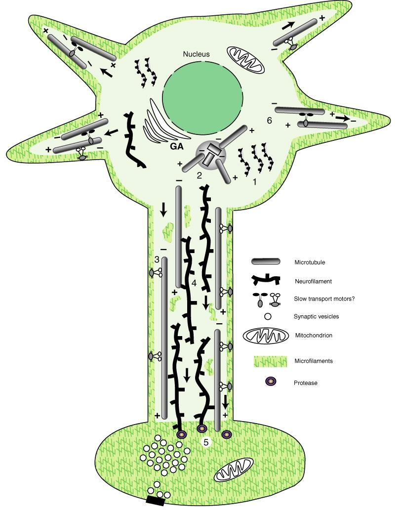 Lassú axonális transzport: ~1-4 mm/nap Terminális felé szállít Cytosol és cytoskeletalis