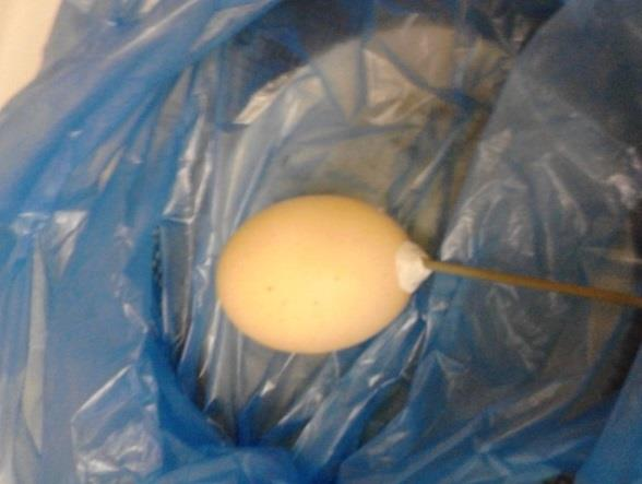 3.3. Tojáshéj robbanásakor kialakuló repedések fraktálszerkezetének bemutatása 3.3.1. A kísérlethez használt eszközök, anyagok 1.