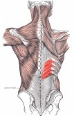 5. Hátsó fű részizmok (m. serratus posterior superior et inferior ): A mellkas hátulsó falán található két lapos izom. A felső fűrészizom a nyaki IV-VII. ésa háti I-II.