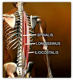 b) mélyebb izomréteg - féltövises izom (m. semispinalis)- felső réteg (5-6 csigolyát hidal át) - sokbahasadt izom (m. multifidus)- középső réteg (3-4 csigolyát hidal át) - forgató izmok (m.