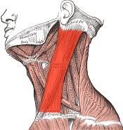 nyak elülső izmai : Felületes izmok: A) nyaki bőrizom (platysma): - eredés/tapadás : nyak és arc bőrében, széles pánt formában húzódik az arcról kétoldalt a mellkas felső részére Mű ködés :
