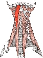 2) mély nyakizmok : A) elülső csoport (praevertebralis csoport): fej hosszú izma (m. longus capitis): - eredés : 3-6.