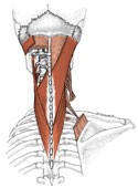 - nyugalmi tónusuk rögzíti a fejet, előrebukását meggátolja - rögzített törzs mellett, kétoldali összehúzódásnál fej és nyak hátrahajlítsa - rögzített törzs mellett, egyoldali összehúzódáskor a nyak