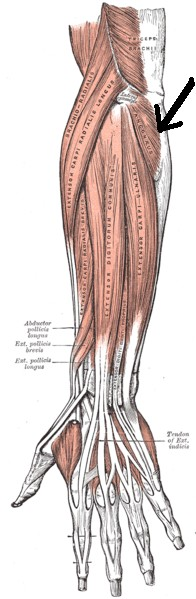- kampóizom (m. anconeus) - eredés : epicondylus lateralis humeri - tapadás : olecranon - könyökízületet feszíti - singcsontot az orsócsonthoz szorítja 3.