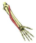 - singcsonti csuklófeszítő izom (m. extensor carpi ulnaris) - eredés : epicondylus lateralis humeri - tapadás : V.