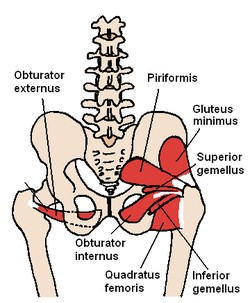 - 3 izom együtt (belső elfedő izom és a 2 ikerizom): háromfejű csípőizom (m. triceps coxae) B) külső csípőizmok - nagy farizom (m.