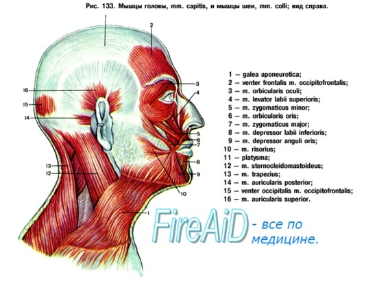 Fej izmai (musculi capitis) 1. mimikai izmok - koponyán eredve a fej bőrébe sugároznak (arcideg - n.