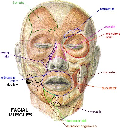 ellenoldali izommal harántköteg az áll alatt (m. transversus menti) - működése : szájzugot erőteljesen lefelé húzza (sírás) 6) alsó ajkat lehúzó izom (m.