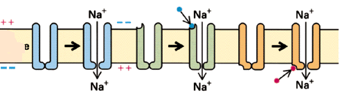 megváltozása (pl. idegsejtek depolarizáció aktiválta K + és Na + csatornái). ligand kapuzott a ligand bekötődése az extracelluláris oldalon (p.