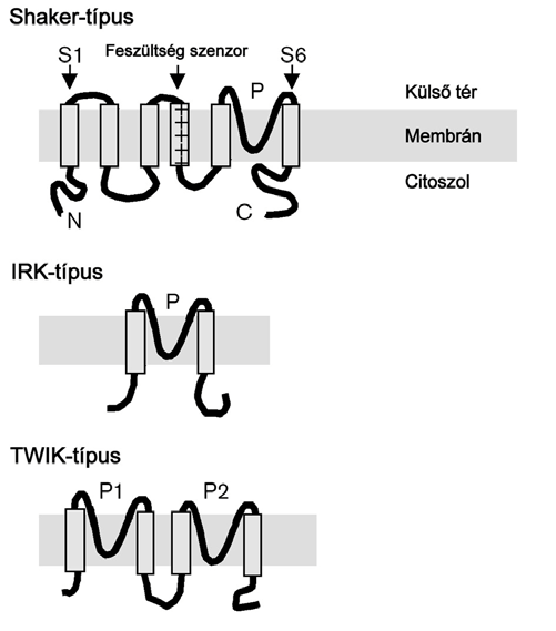 egyenirányító kálium csatornák), valamint a két prokarióta családdal, a Kcv külön ágat képvisel (Derst és Karschin, 1998; Hoth és mtsai., 2001; Czempinski és mtsai.