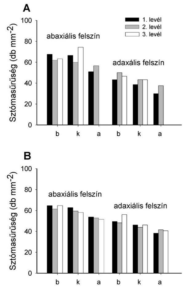 babás nádlevélnél. A sztómasűrűség az adaxiális felületen 25-30 %-al kisebb volt mint az abaxiális felületen, a levél alapjától a csúcsig csökkenő tendenciát mutatott.