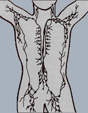 A retroperitonealis nyirokrégiók: retrocruralis (tüdő, mesothelioma, lymphoma) pancreatico-duodenalis (lymphoma, pancreas-fej, colon, gyomor, tüdő, emlő)