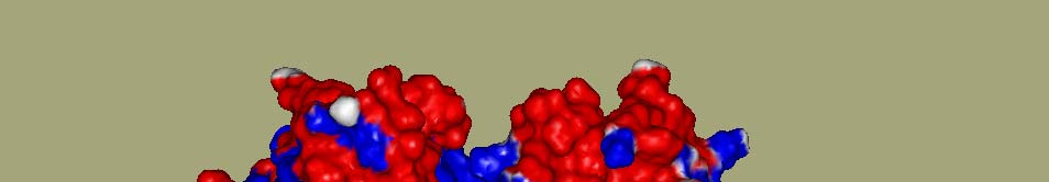 3/5. ábra: A humán szérum albumin felületi töltés eloszlása ph 7-es közegben A HSA 17 diszulfid hidat tartalmaz, amik elsősorban az -hélixek között létesítenek kapcsolatot.