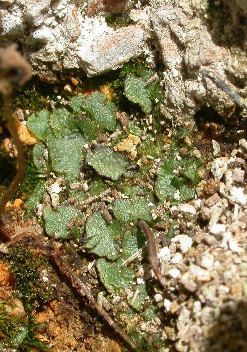 A sziklai illatosmoha (Mannia triandra) egy telepes májmoha. Ellentétben közeli rokonával, a közönséges illatosmohával, amiről ez a nemzetség a nevét kapta, a sziklai májmoha nem illatos.