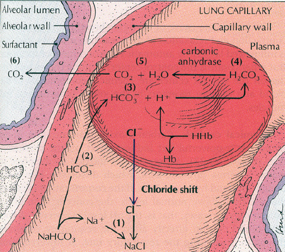 3 B./ KÖZÖMBÖSÍTÉS TRANSCELLULÁRIS H + /K + CSERÉVEL: Hatásosabb - acidózisban, mint alkalózisban 0,1 ph 0,6 mmol/l Se K+ - metabolikus zavarban, mint respiratórikusban C.