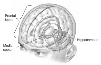 A memória típusai Rövidtávú Working memory - az aktuális feladat