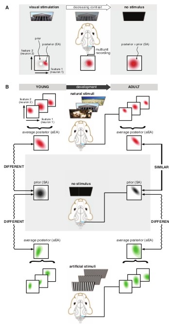 Bayesian Brain Az agy megvalósítja a Bayesiánus posterior becslését A prior az előző megfigyelésekből képzett posterior A posterior