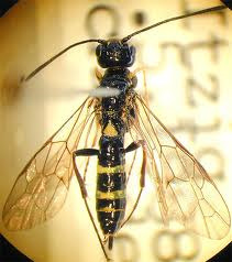 Növényvédelmi állattan gyakorlatok 6. gyakorlat Hymenoptera II.