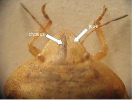 Familia: Scutelleridae pajzsos poloskák Eurygaster austriaca osztrák poloska Jell.