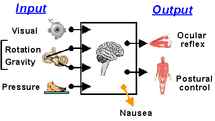 Egyensúly és a testtartás szabályzása Vesztibuláris Input Vizuális fejmozgás gravitáció