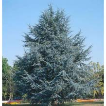 436 Alsó temető puszpáng / Buxus