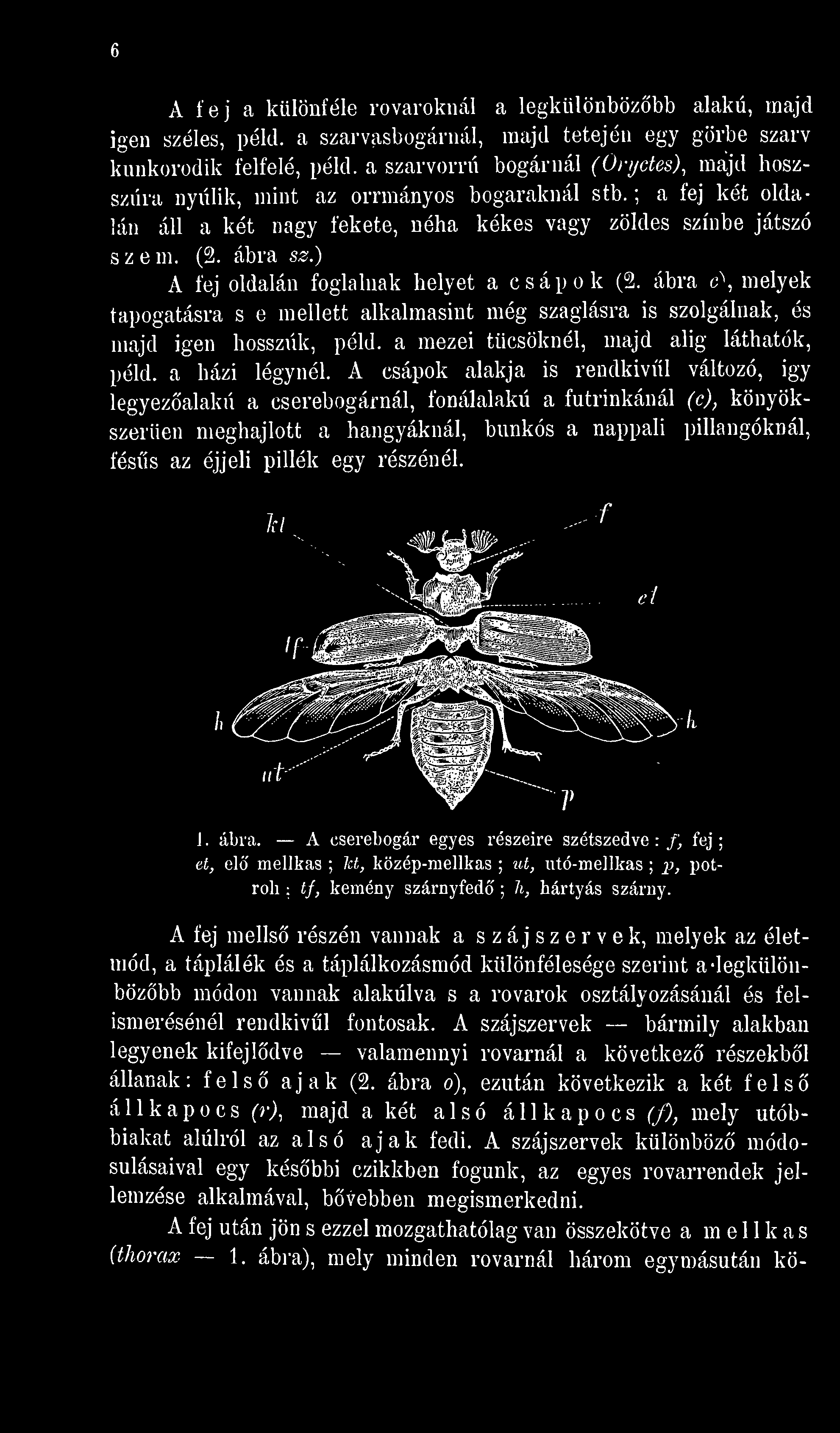 A csápok alakja is rendkívül változó, igy legyezalakú a cserebogárnál, fonálalakú a futrinkánál (c), könyökszerüen meghajlott a hangyáknál, bunkós a nappali pillangóknál, féss az éjjeli pillék egy